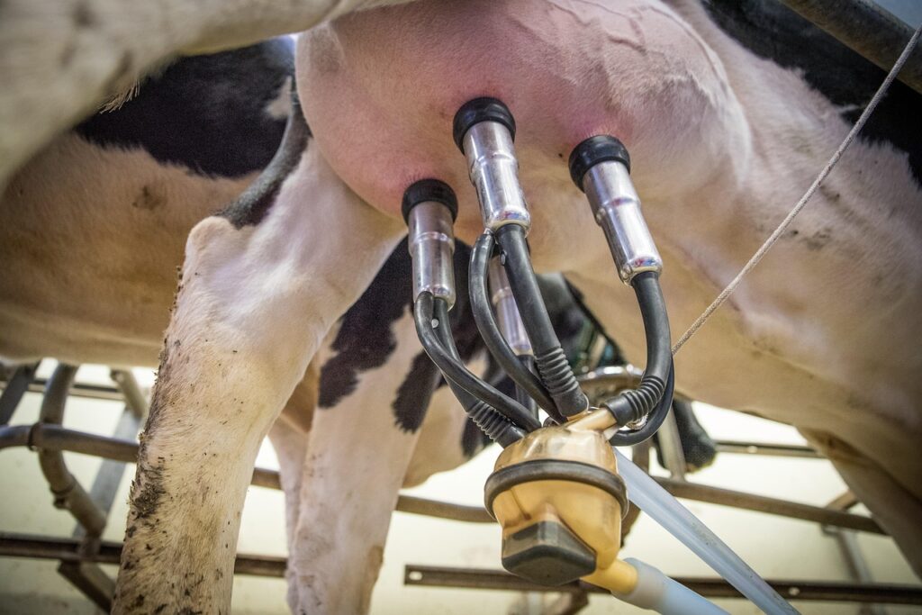 milk, cow's milk, animal product, whole milk, agriculture, farm yard, close up, milking, beef, court, bovine, the milking parlor, cow, cows, ruminant, teat cups, udder, teat, farm animal, milk production, bulging, cow udder, milk cow, milk, milk, milk, milk, milk, milking, cow, cow, milk production, milk cow