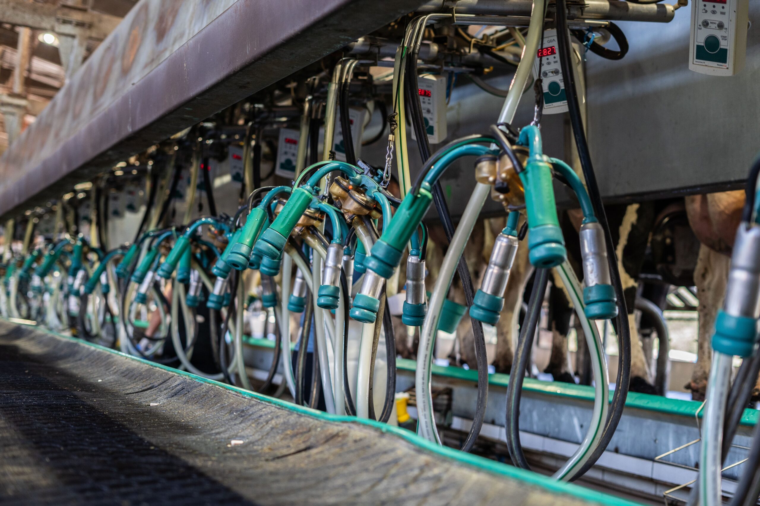 Close-up of industrial equipment used for automated milking in a dairy farm setting.